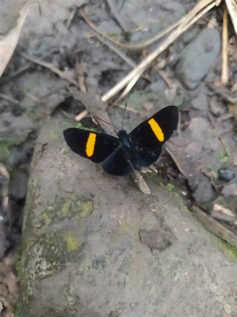 Isapis Agyrtus From La Mesa Cundinamarca Colombia On August