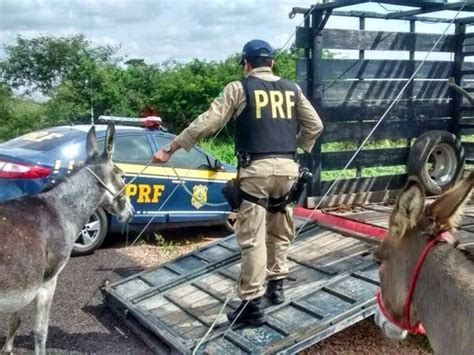 Prf Perigo De Animais Soltos Nas Rodovias