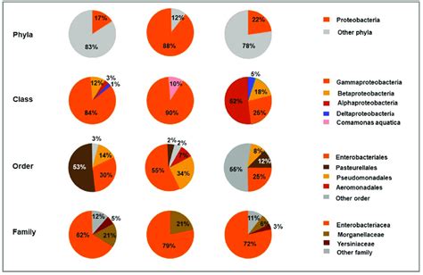 Taxonomic classification comparison based on Proteobacteria found in... | Download Scientific ...