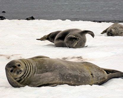 Seals in Antarctica Leopard Seal, Scientific American, Marine Mammals, Walrus, Pet Birds ...