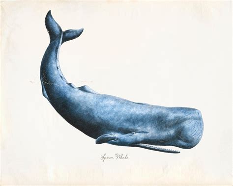 Vintage Sperm Whale Print X P By Orangetail On Etsy