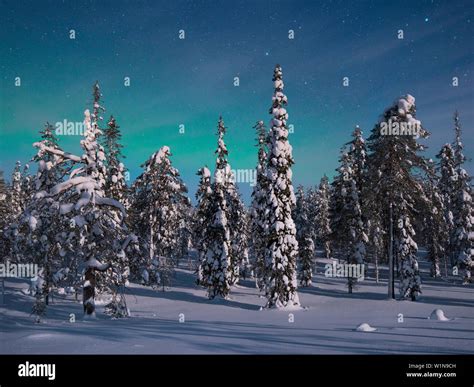 Panoramic View With Snowy Forest And Frozen Trees Under A Starry Sky