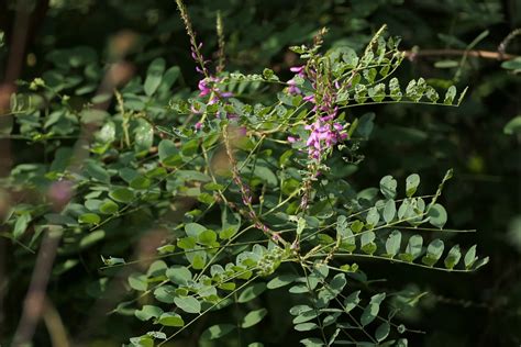 Indigofera Cassioides Rottler Ex DC Dinesh Valke Flickr