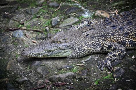 Premium Photo Big Crocodile In Borneo Park Malaysia