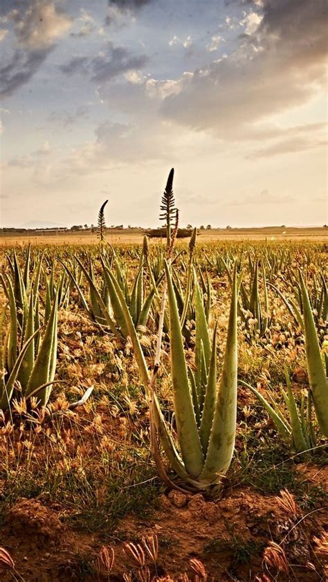 Best 12 How To Grow Aloe Vera As A Houseplant The Incredible Plant