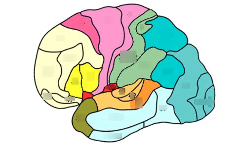 Neuroanatomy Exam Diagram Quizlet