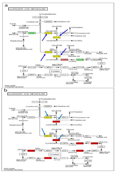 Expression Profiles Of The Rnas Encoding Enzymes In The Alpha Linolenic