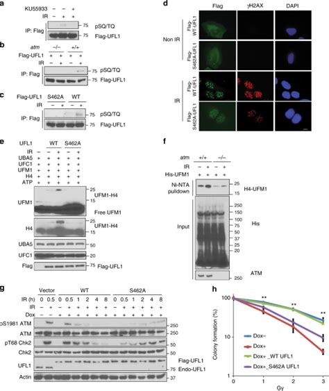 Ufl Promotes Histone H Ufmylation And Atm Activation Nature