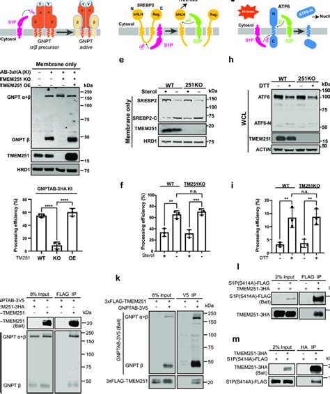 TMEM251 is required for the efficient processing of GNPT α β