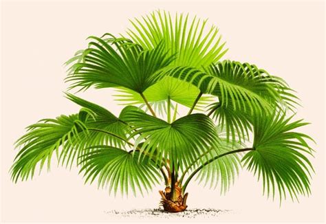 caring  indoor palm plants  comprehensive care guide