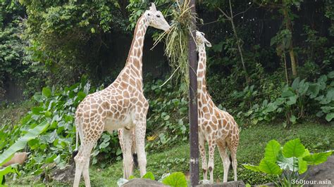 Zoo Negara Malaysia, Selangor – A place to meet the Giant Panda in ...