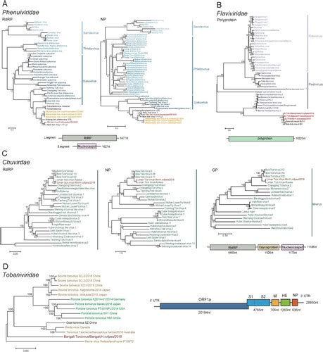 Full Article Viromes And Surveys Of Rna Viruses In Camel Derived Ticks