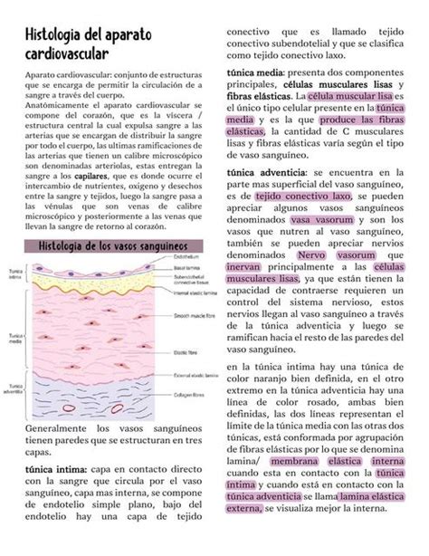 Histolog A Del Aparato Cardiovascular Chiqui Rojita Udocz