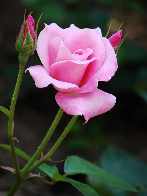 pink-roses | Beautiful rose flowers, Beautiful roses, Hybrid tea roses