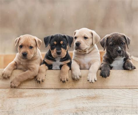 Criadero Cachorros De Raza Comprar Perros De Raza