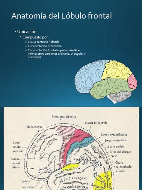 Sindromefrontal 160907064829 Pdf Lóbulo Frontal Neurociencia