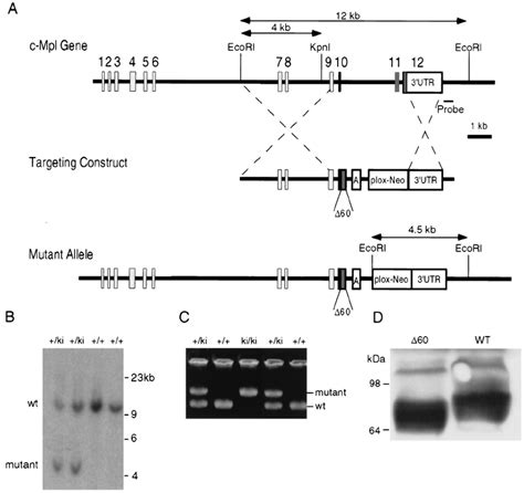 Targeting Of The C Mpl Gene A Structure Of The C Mpl Gene And