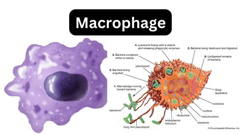 Immunology Biology Notes Online