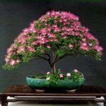 17 Best Mimosa Tree Bonsai Pictures Balcony Garden Web