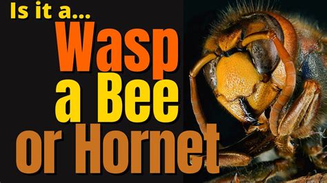 Bees Vs Hornets Vs Wasps For Kids Whats The Difference Youtube