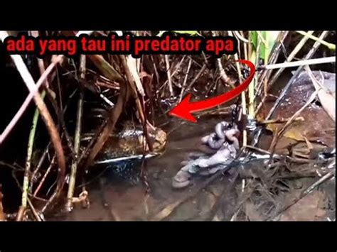 LAGI MANCING CHANNA LIMBATA Hampir Disambar Predator YouTube