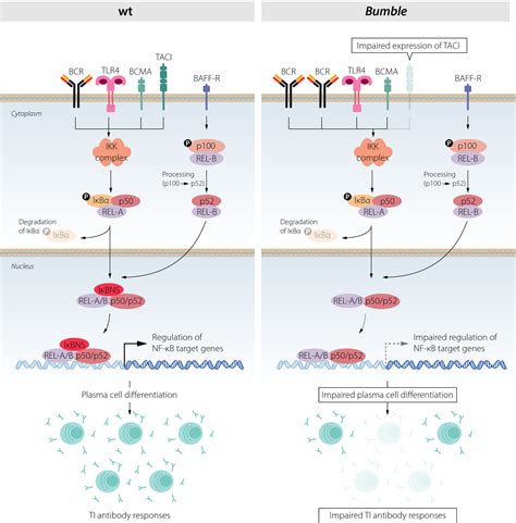 Taci Expression And Plasma Cell Differentiation Are Impaired In The