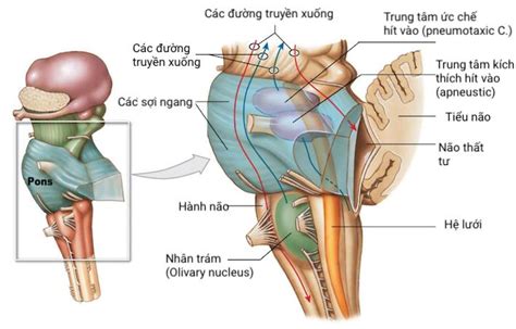 GIẢI PHẪU CHỨC NĂNG THẦN KINH THÂN NÃO PHCN Online