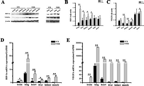 Figure From Hif Contributes To Hypoxia Adaptation Of The Naked