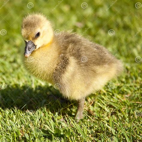 Baby Toulouse Goose Stock Photo Image Of Macro Baby 19388526