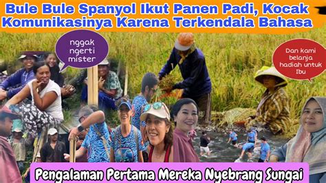 Keluarga Spanyolku Nemu Para Petani Sedang Manen Padi Langsung