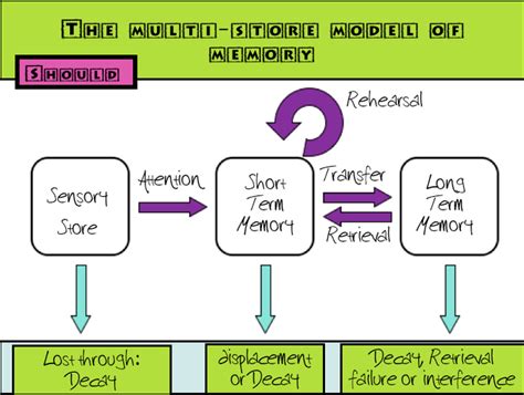 Multi Store Model Of Memory Diagram Quizlet