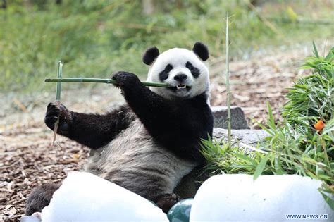 Belgique C L Bration Du Me Anniversaire Des Jumeaux Pandas G Ants