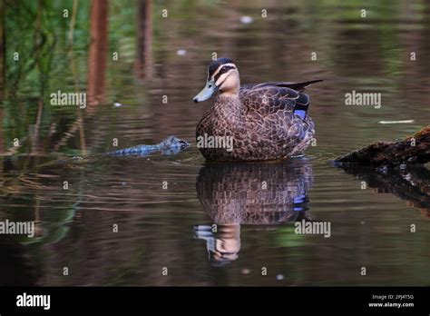 Pacific Black Duck Stock Photo - Alamy