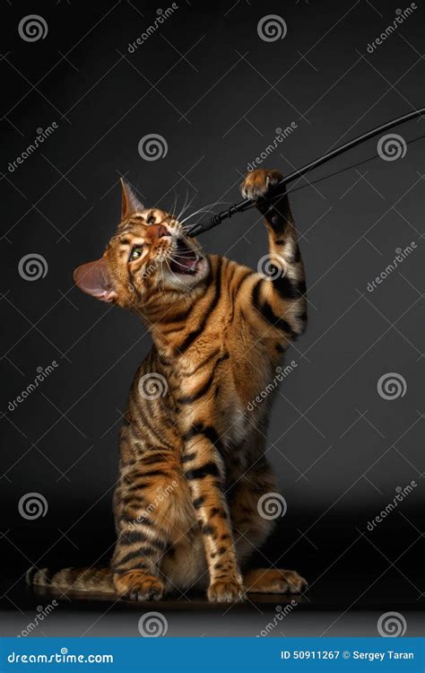 Bengal Cat Raising Up Paw With Opened Mouth Stock Image Image Of