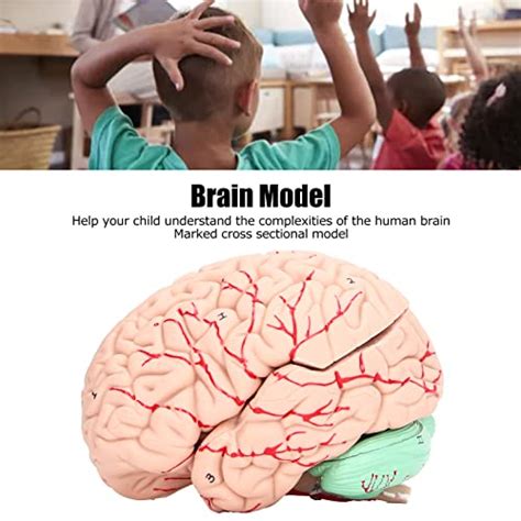 Brain Mold Gift Dedicated To The Skull Human Brain Model Lets Get To