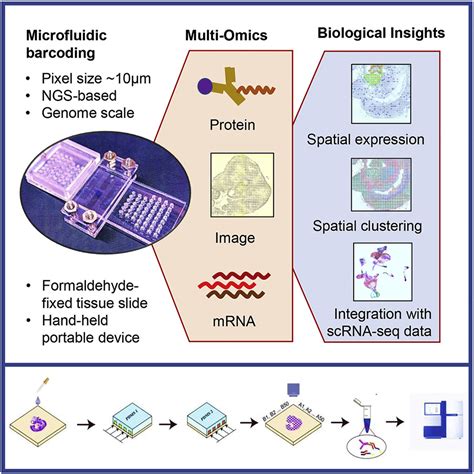 Dbit Seq Deterministic Barcoding In Tissue Enables Ngs Based Spatial