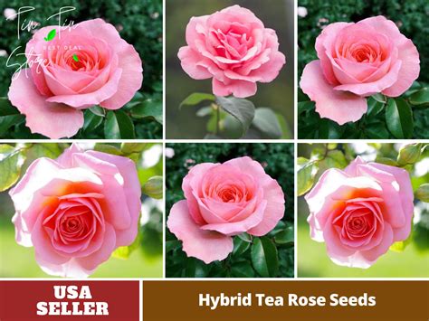 30 Rare Seeds Pink Hybrid Tea Rose Seeds Perennial Authentic Etsy