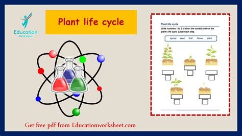 Plant Life Cycle Printable Worksheet. - Education Worksheet