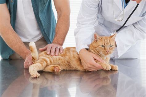 Vet Checks The Health Of A Cat Stock Photo Image Of Health Person