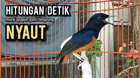 Murai Batu Gacor AMPUH Buat PANCINGAN Murai Batu Agar Bunyi JADIKAN