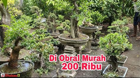 Ribucek Harga Bonsai Dirumah Mbah Yajid Youtube