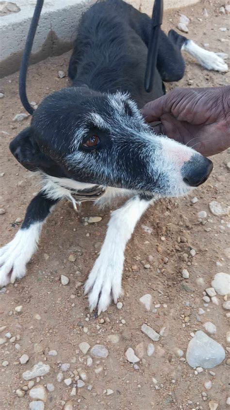 Puro Galgo In Spanien Sf Stand 10 2023 Vergessene Fellnasen