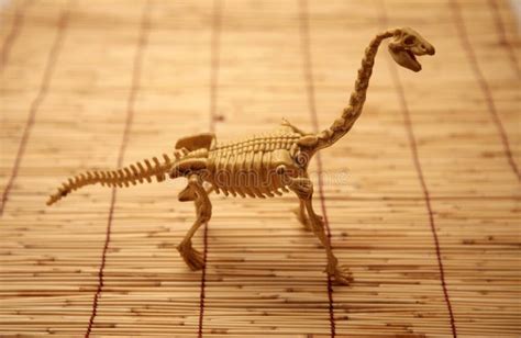 34+ Dinosaur skeleton Free Stock Photos - StockFreeImages