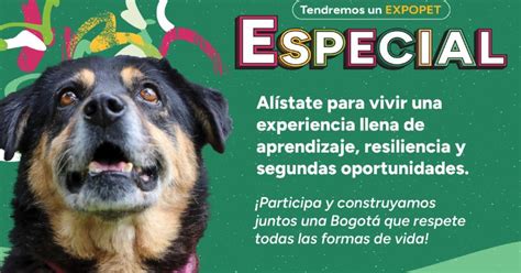 Programaci N Expopet Jornadas De Adopci N Desparacitaci N Y M S