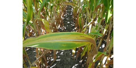 Late-season nitrogen deficiency in corn | Morning Ag Clips