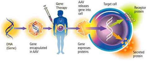 gene therapy prindle lareltat