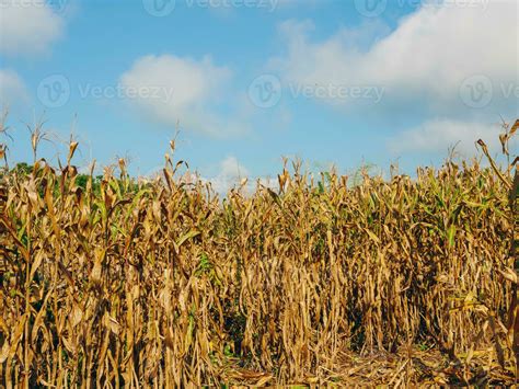 corn field during harvest and blue sky,Dry corn fields ready for ...