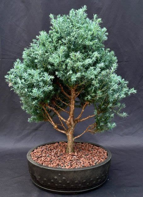 Blue Moon Sawara Cypress Bonsai Tree(Chamaecyparis pisifera 'Blue Moon')