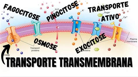 Transporte de substâncias através da MEMBRANA PLASMÁTICA Questão