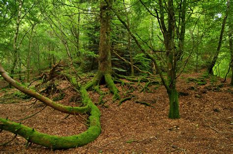 Scotland Forest Wikimedia Commons Earth Buddies